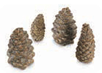 Accessories for Vented Log Sets